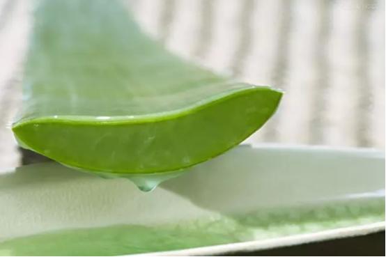 好友“芦荟”已上线！美颜祛痘可食用，分分钟让你变回小公举！