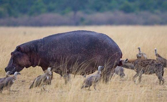 最厉害的食肉动物族群斑鬣狗,非洲斑鬣狗花豹