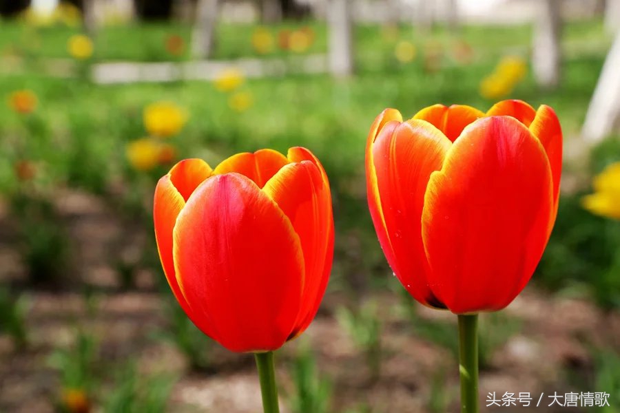 郁金香盛开的美丽,郁金香绽放在波斯湾上空