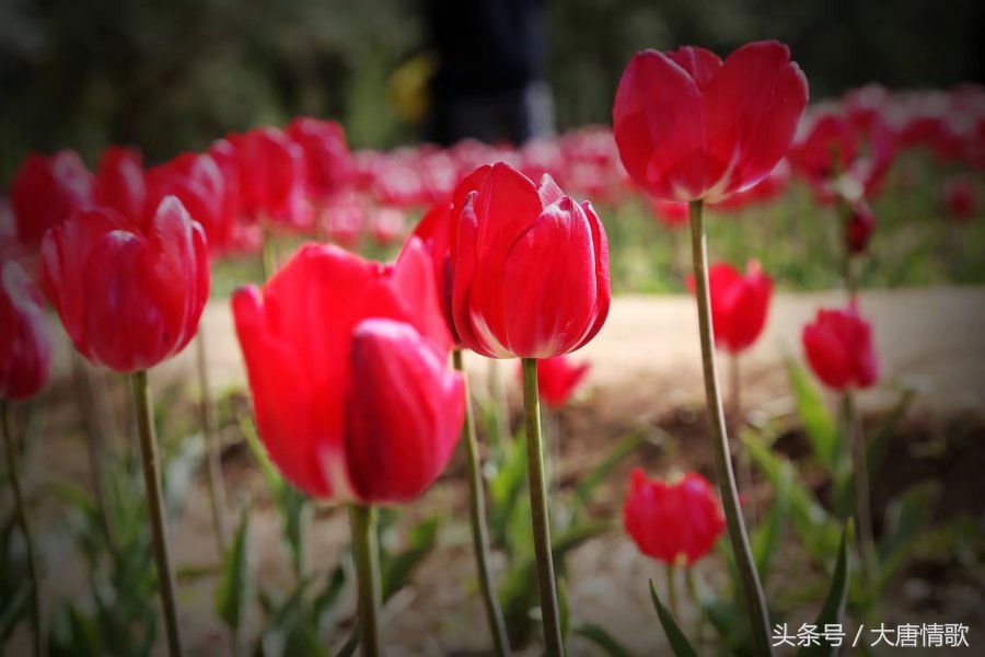 郁金香盛开的美丽,郁金香绽放在波斯湾上空
