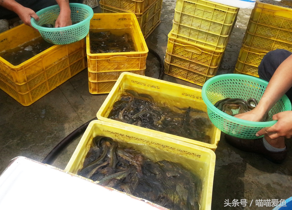 泥鳅苗人工孵化技术全过程,泥鳅人工繁殖打什么针