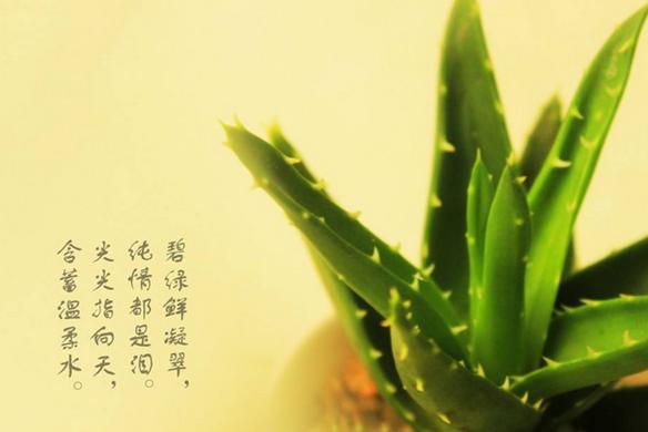 食用芦荟怎么买,购买芦荟的美容护肤产品