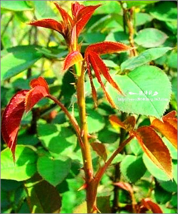 地道小吃童年味道,什么样的美食叫怀旧美食