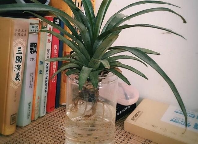 菠萝上面的叶子是否能种出菠萝,吃完菠萝的叶子怎么种菠萝