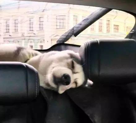 在哈士奇面前说雪橇三傻很傻,哈士奇果然是雪橇三傻