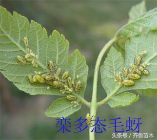 果树病虫害防治的基本方法,果树病虫害防治基础知识