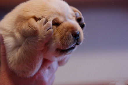 犬舍喂养幼犬的方法,新手零基础怎么养幼犬