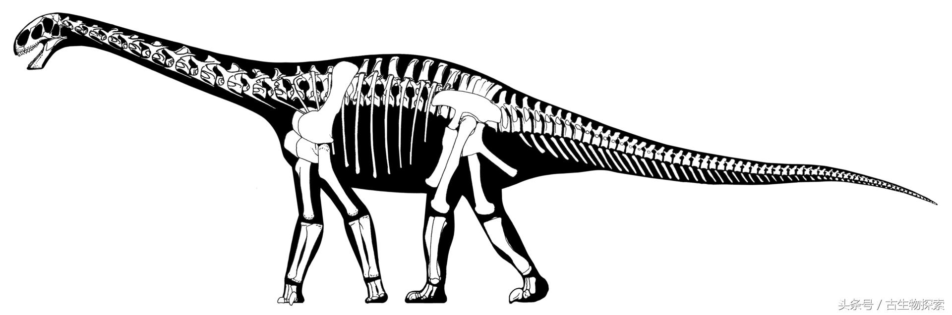蓝鲸远远超过体型最大的恐龙,海怪的鲸龙视频