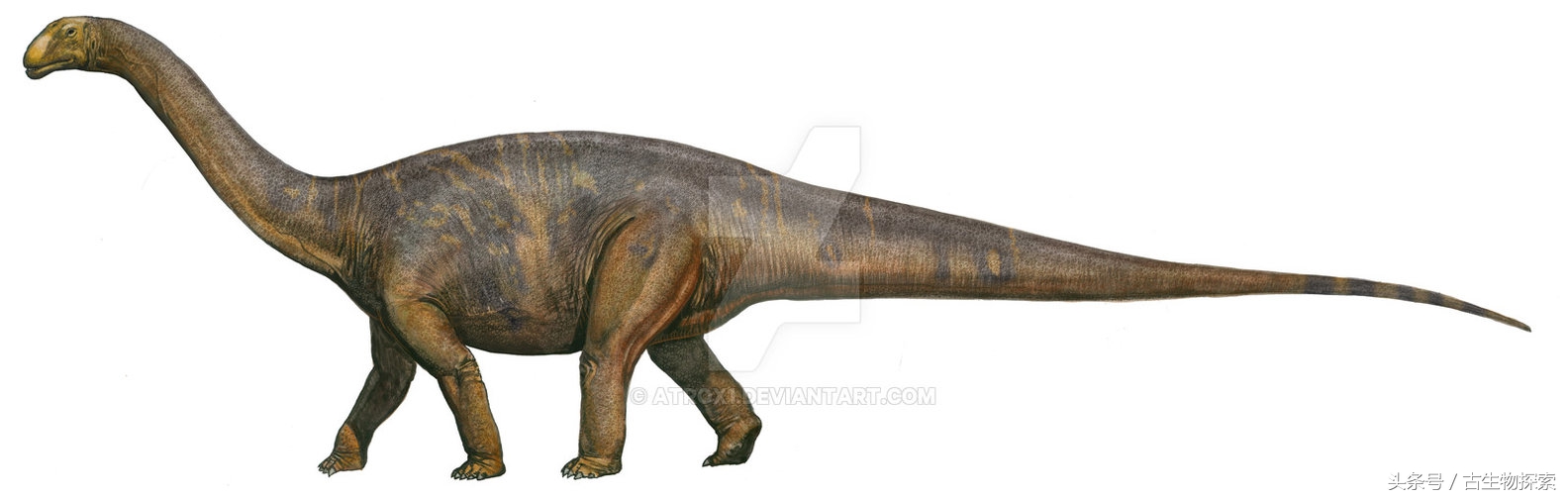 蓝鲸远远超过体型最大的恐龙,海怪的鲸龙视频