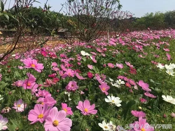 从化毅华温泉特点,从化毅华温泉旅游攻略