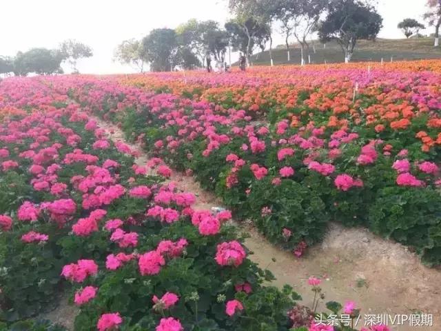 从化毅华温泉特点,从化毅华温泉旅游攻略
