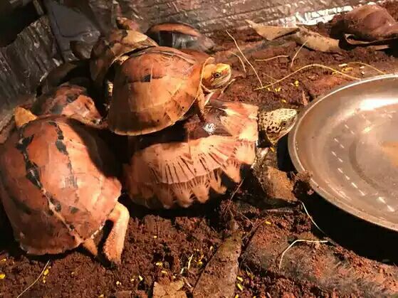 细说国龟之美五（黄额）