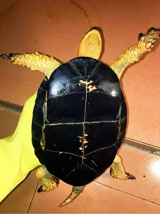 细说国龟之美五（黄额）