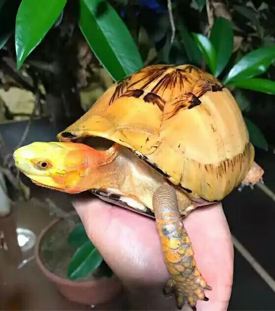 细说国龟之美五（黄额）