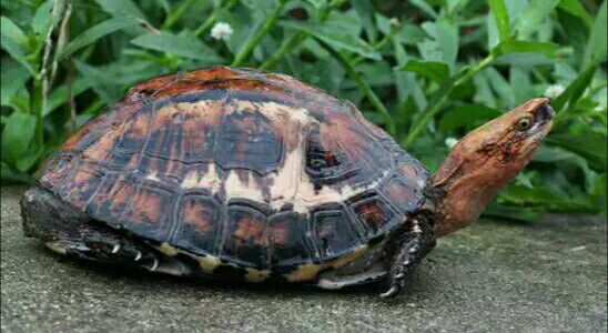 细说国龟之美五（黄额）