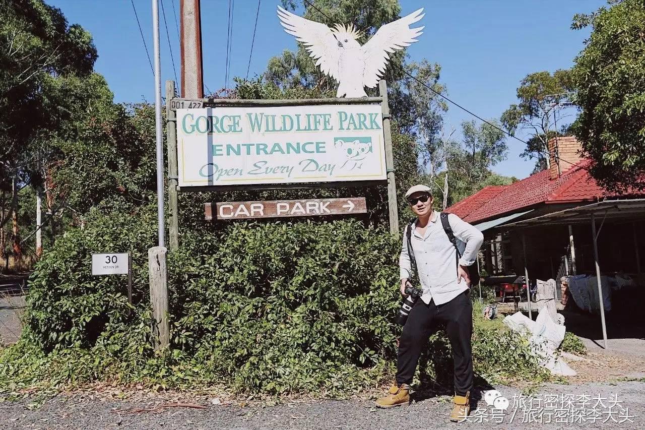 中国哪里可以抱考拉,全球哪里可以抱考拉