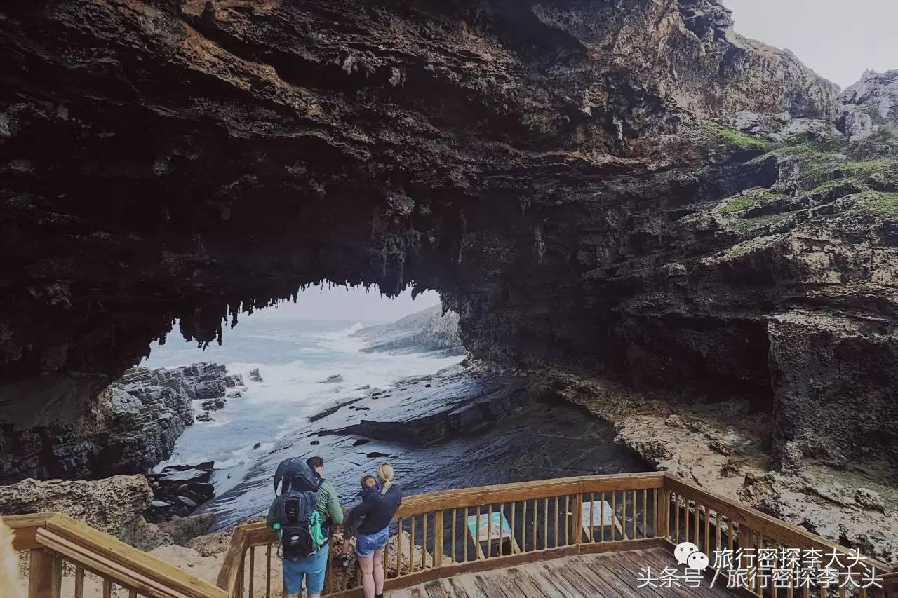 中国哪里可以抱考拉,全球哪里可以抱考拉