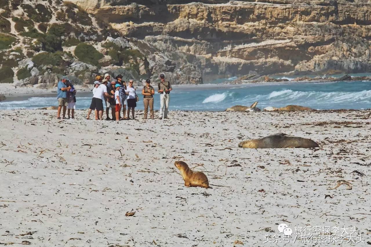 中国哪里可以抱考拉,全球哪里可以抱考拉