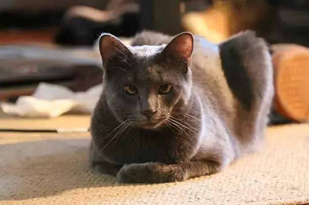 猫咪肉垫被蜜蜂蛰了怎么办,猫咪被蜜蜂蛰了要不要打针