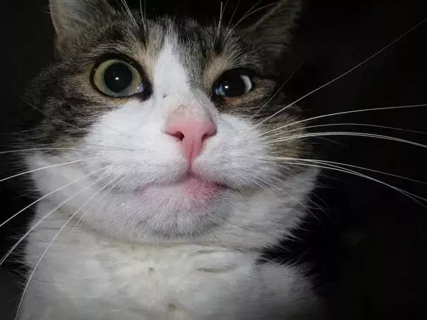 猫咪肉垫被蜜蜂蛰了怎么办,猫咪被蜜蜂蛰了要不要打针