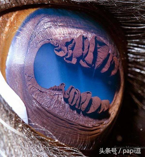 高清镜头下的眼睛看起真美，看眼睛猜动物你能猜对几个
