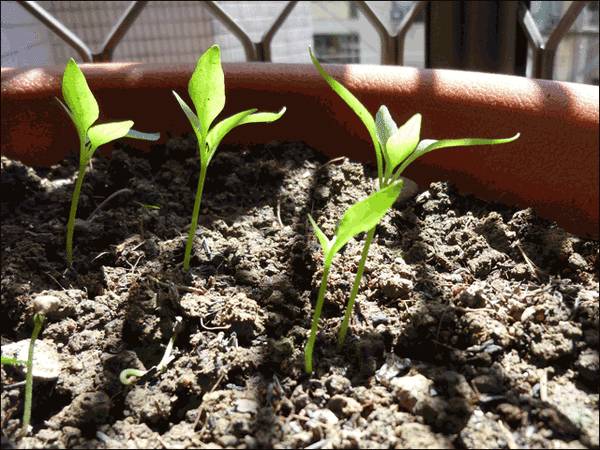 菜盆阳台种辣椒,菜市场辣椒里的种子能种吗