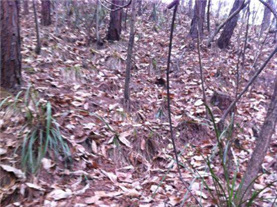 五一在哪里挖野菜好,五一小长假去山边挖野菜