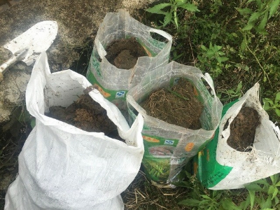 五一在哪里挖野菜好,五一小长假去山边挖野菜