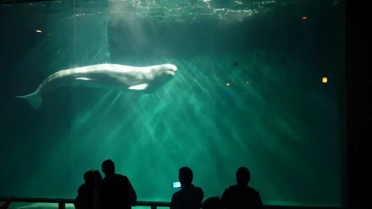 大连东北路有什么好玩的,大连哪里的海岸好玩