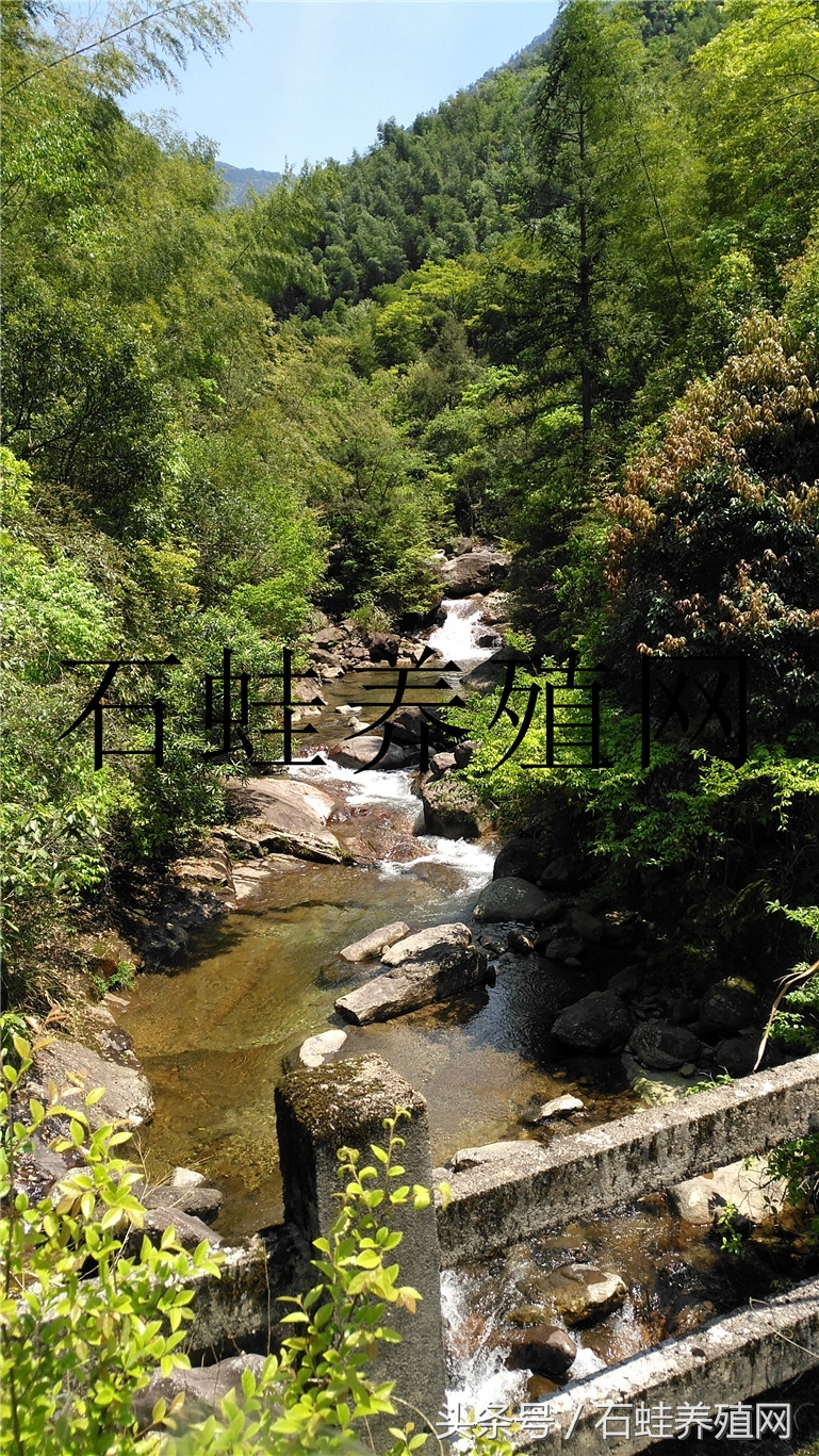 石蛙养殖基地要多久才长得大,石蛙养殖网