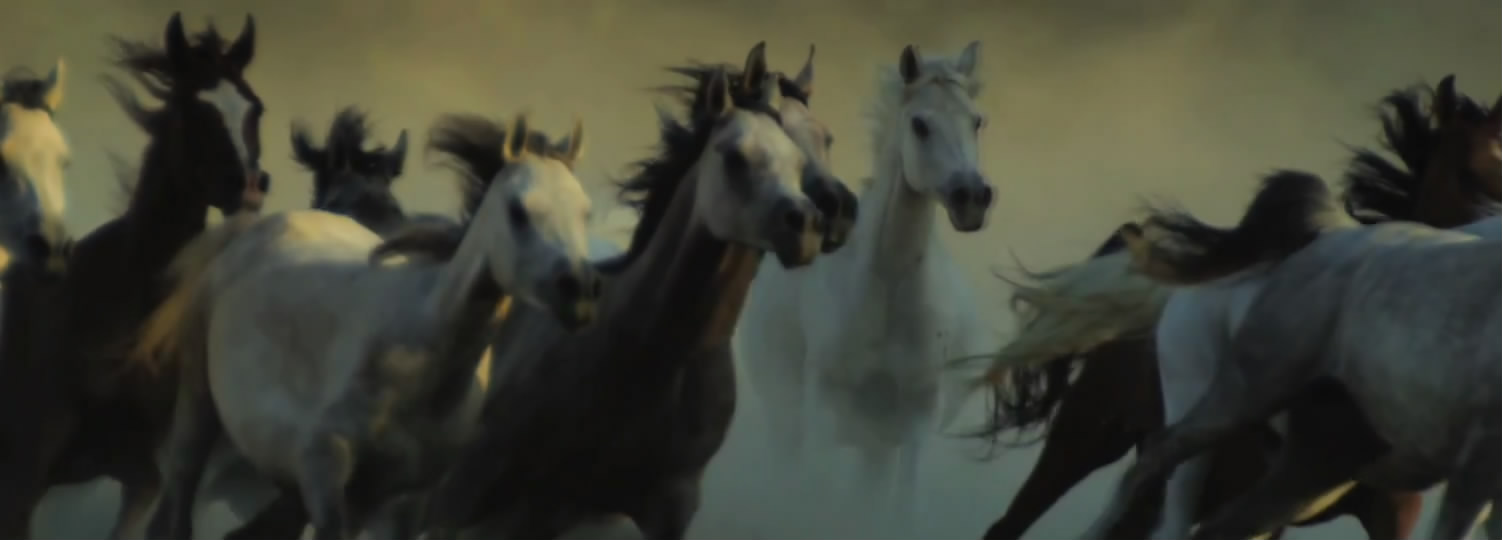 领航者全新宣传片,领航未来宣传片大全