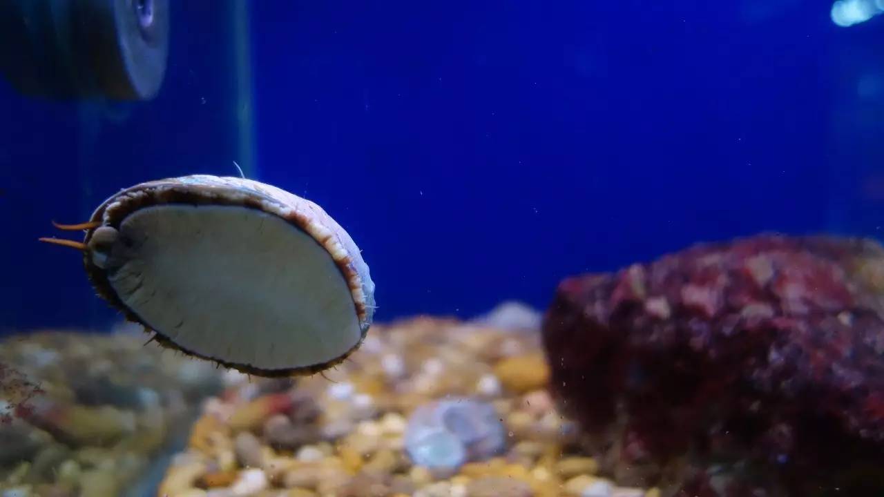 大连东北路有什么好玩的,大连哪里的海岸好玩