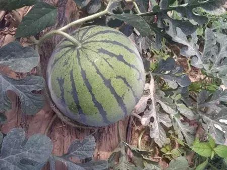 2016-2018年农产品市场需求,2024农产品市场数据分析报告