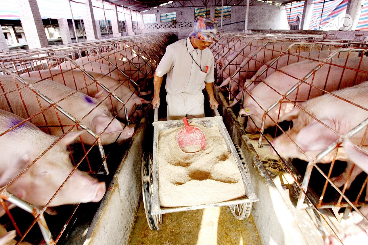 一般农村畜禽粪便怎么处理,畜禽养殖粪便处理规定