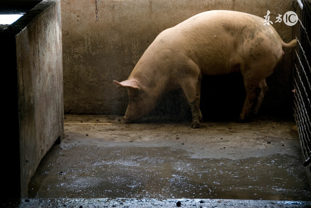 一般农村畜禽粪便怎么处理,畜禽养殖粪便处理规定