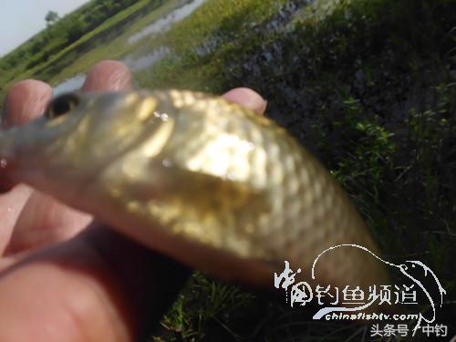 假日野钓鲫鱼,假日河边钓鲫鱼