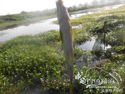 假日野钓鲫鱼,假日河边钓鲫鱼