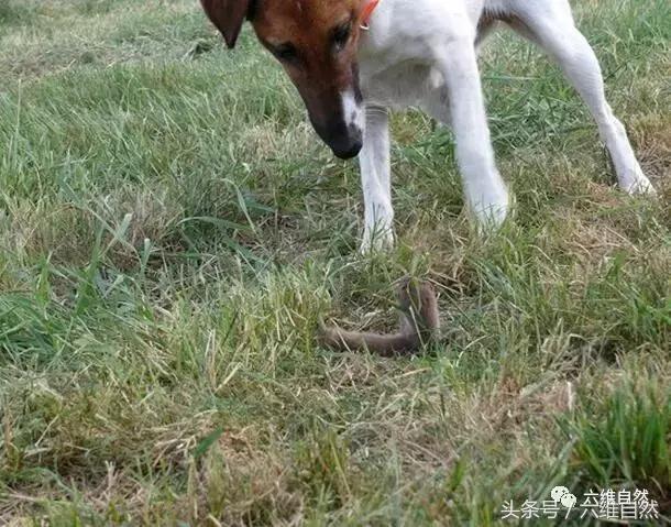 土狗捕捉小黄狗,狗狗抓田园鼠