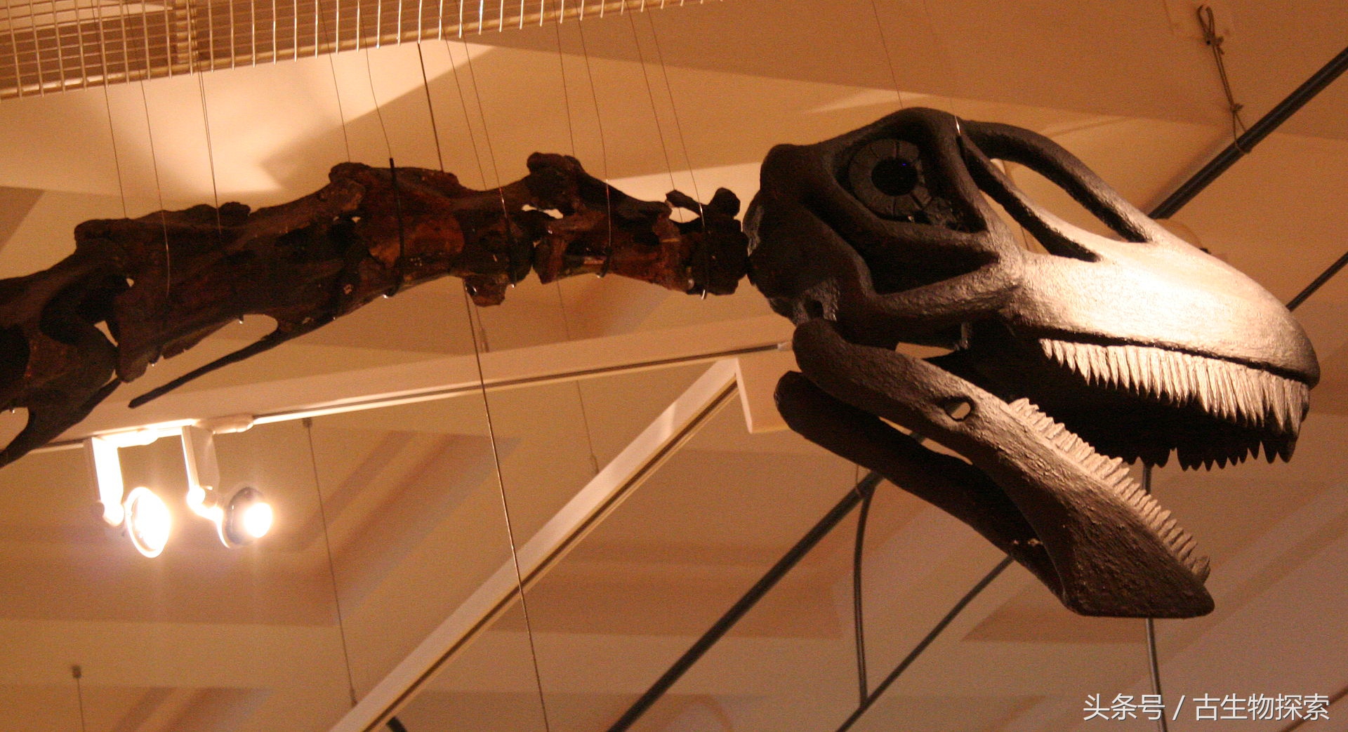 蓝鲸远远超过体型最大的恐龙,海怪的鲸龙视频