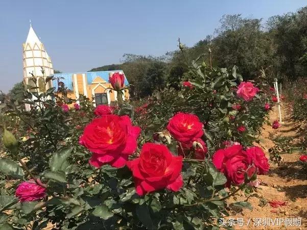 从化毅华温泉特点,从化毅华温泉旅游攻略