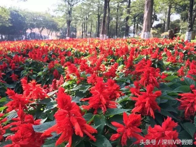 从化毅华温泉特点,从化毅华温泉旅游攻略