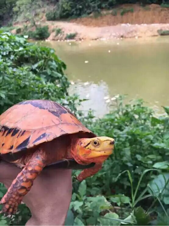 细说国龟之美五（黄额）