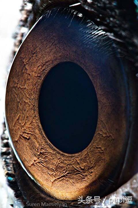 高清镜头下的眼睛看起真美，看眼睛猜动物你能猜对几个