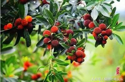 杨梅园采摘柳州,2024年柳州杨梅采摘攻略