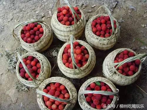 杨梅园采摘柳州,2024年柳州杨梅采摘攻略