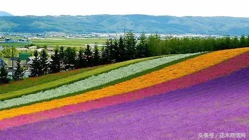 观赏花木价格,精品花木市场报价