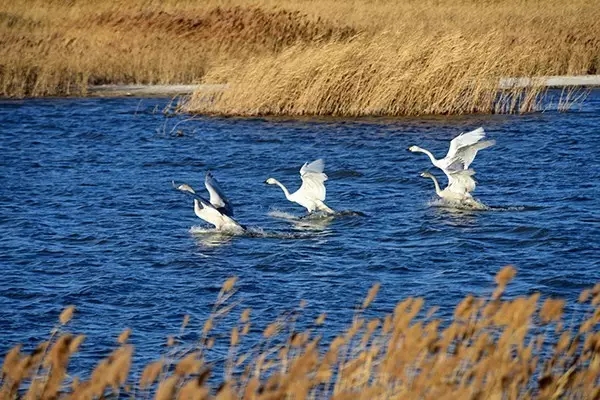 巴彦淖尔五一活动,巴彦淖尔旅游攻略最佳路线