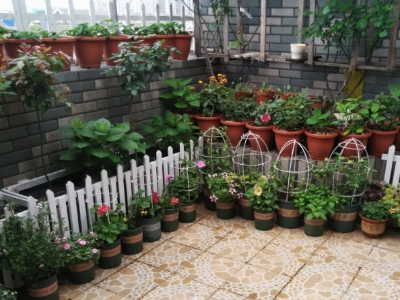 五一在哪里挖野菜好,五一小长假去山边挖野菜