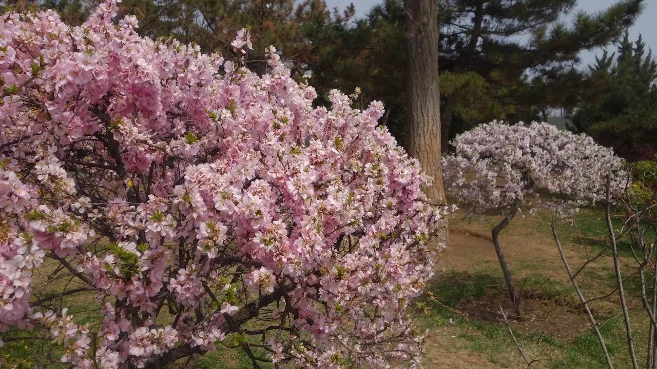 大连东北路有什么好玩的,大连哪里的海岸好玩