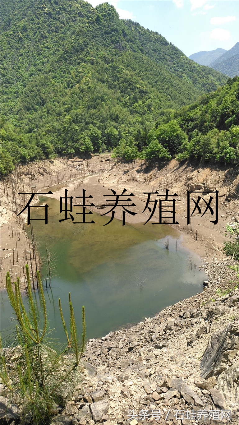 石蛙养殖基地要多久才长得大,石蛙养殖网